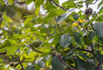 Fruits and leaves of a walnut tree from close