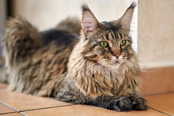 Portrait of liyng cat of maine coon breed. Big and fluffy domestic pet with green eyes and expressive look, tiger striped color. Indoors, copy space.