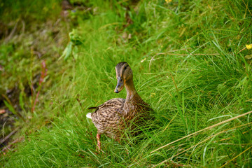 A curious duck stands in the grass by the lake in the park