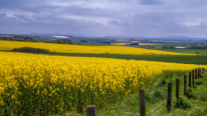 Aberdeenshire rapeseed fields