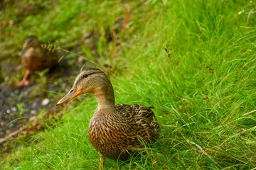 A curious duck stands in the grass by the lake in the park