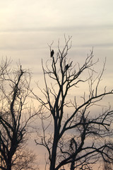 Fototapeta na wymiar dead tree with buzzards