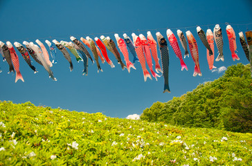 鯉のぼり, 子供の日, 青空, 風, 赤, 青, 雲, 木, 緑
