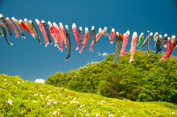 鯉のぼり, 子供の日, 青空, 風, 赤, 青, 雲, 木, 緑