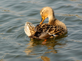 kaczka © Henryk Olszewski
