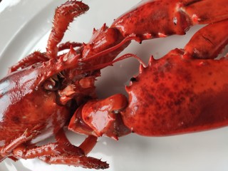 lobster on ice