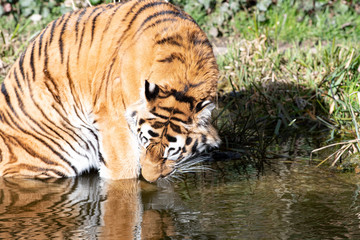 Fototapeta na wymiar Tiger beim Trinken im Wasser
