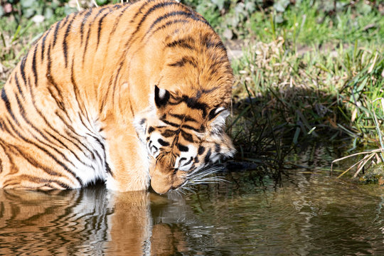 Tiger beim Trinken im Wasser