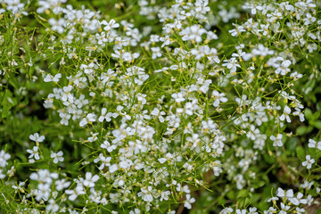 Arabis Procurrens Glacier Flowers