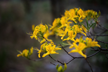 Rhododendron Luteum Blooming Yellow Flowers