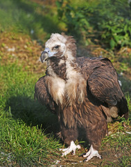 A full-length young cinereous vulture sits in the grass