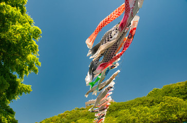 鯉のぼり, 子供の日, 青空, 風, 赤, 青, 雲, 木, 緑