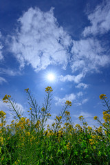 菜の花
