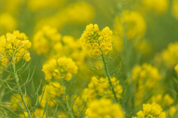 菜の花