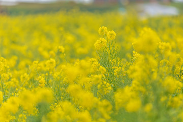 菜の花