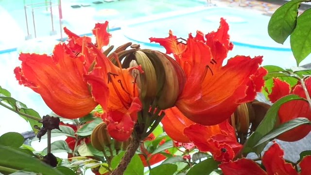 Spathodea campanulata (Kiacret, African tulip, fountain tree, pichkari, Nandi flame, World's Worst invaders, Nile flame, squirt tree, tulip tree, Uganda flame, Flame of Thika) with natural background