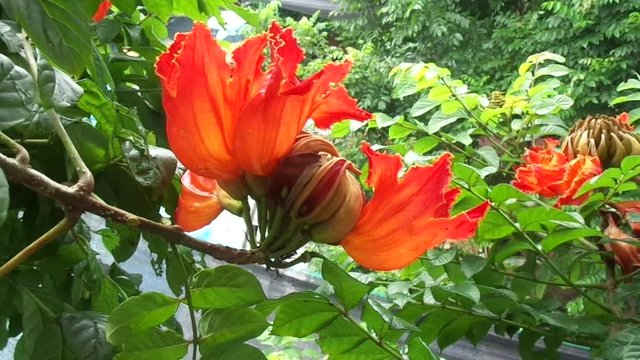 Spathodea campanulata (Kiacret, African tulip, fountain tree, pichkari, Nandi flame, World's Worst invaders, Nile flame, squirt tree, tulip tree, Uganda flame, Flame of Thika) with natural background