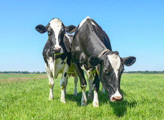 Two black and white cows, friesian holstein, in a pasture under a blue sky and a straight horizon.