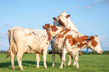 Three cows playing in the field, on a sunny day and a blue sky