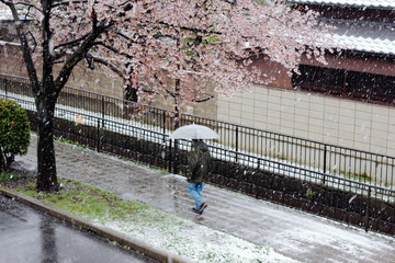 桜が咲く歩道　美しき雪が降る公園