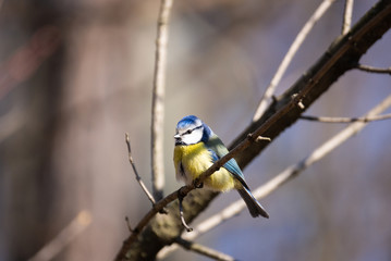blue tit in the tree.