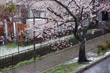 桜が咲く歩道　美しき雪が降る公園