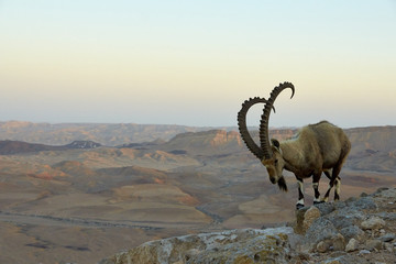 A Nubian ibex Capra nubiana wild goat Mizpe Ramon Negev Desert Israel