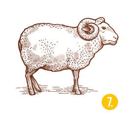A ram drawing is a farm animal. Engraving style