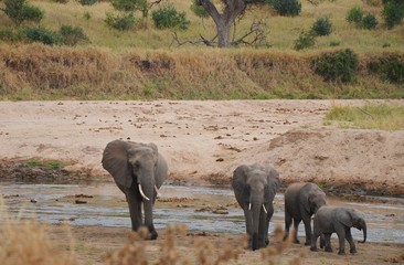 Obraz premium Family of Elephants on a water hole in Serengeti N.P. tanzania
