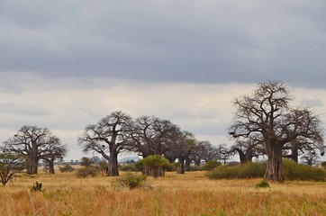 Scenic savannah landscape with baobab trees in Serengeti N.P., Tanzania