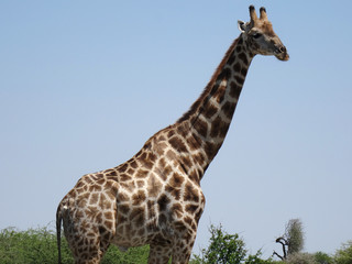 Giraffa camelopardalis giraffa