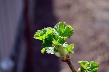 young green leaves of agrus