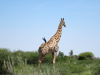 Giraffa camelopardalis giraffa