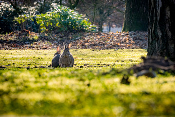 Wild rabbits grazing in the beautiful early morning sunlight