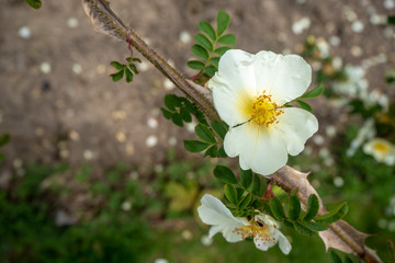 Lovely white  flower with green leaf on blurred background with copy space