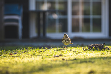 Song Thrush - Turdus philomelos, inconspicuous song bird from European forests and woodlands