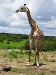 Giraffa camelopardalis giraffa