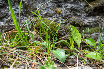 Fresh green grass and moss on rock wall background , copy space , wallpaper