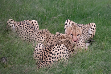 three cheetahs with their kill in the grass of the Masai mara