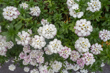 Fototapeta premium Top view of beautiful white with purple flowers and fresh green leaf for background, copy space , wallpaper