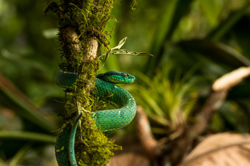 Palm Pitviper