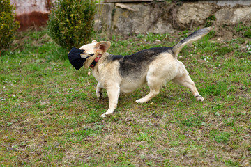 Animal with corona virus protective mask on the mouth enjoying free with his master 