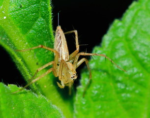 Macro Photography of Jumping Spider on Green Leaf