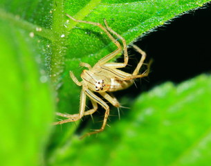 Macro Photography of Jumping Spider on Green Leaf