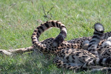 close up abstract of a cheetah's tail forming the letter O