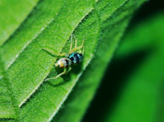 Macro Photography of Jumping Spider on Green Leaf