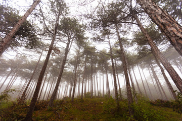 winter forest in the mist