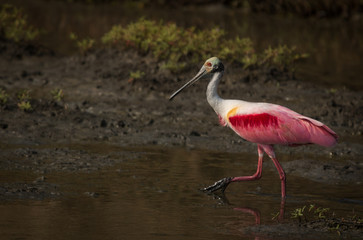 Roseate Spoonbill