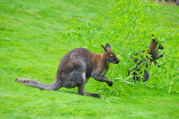 Wallaby en pleine verdure