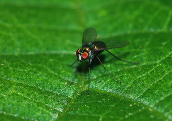 Small fly insects in macro photography on background